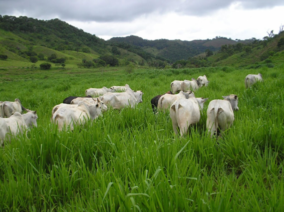 Gado de corte em alimentação balanceada