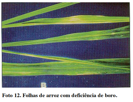 adubação de arroz