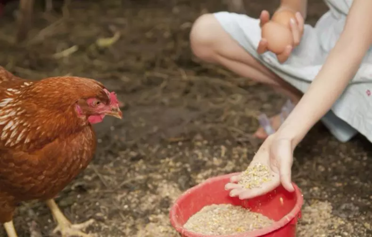 Alimentação de Galinhas Poedeiras