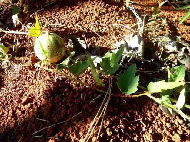 Como fazer a adubação da melancia