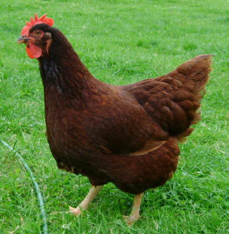 Alimentação de Galinhas Poedeiras