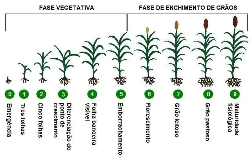 estágios fenológicos do sorgo