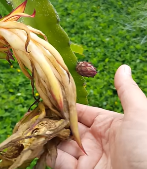 Produção de pitaya