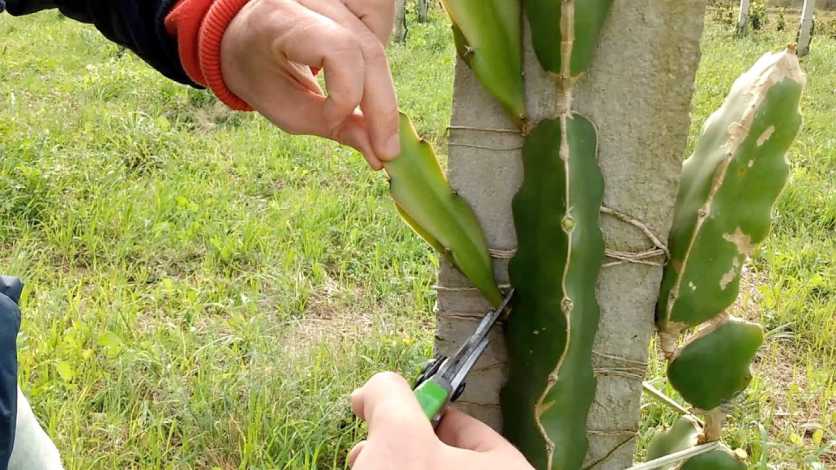 Produção de pitaya