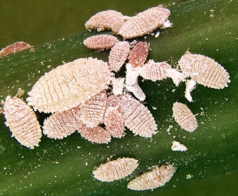 Controle biológico da cochonilha