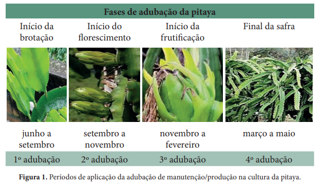 Adubação de pitaya