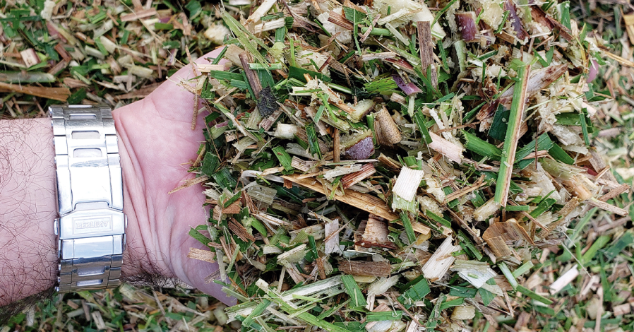 silagem de cana-de-açúcar na alimentação