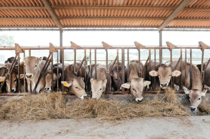 Gado de corte em alimentação balanceada