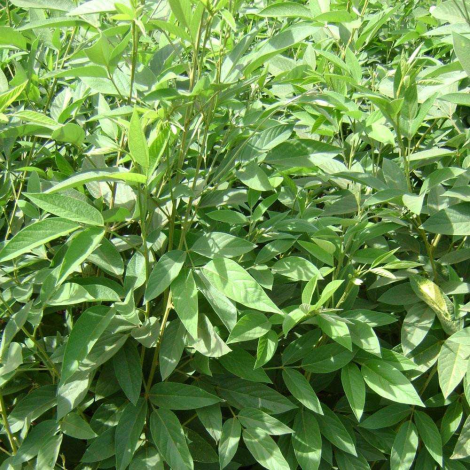 Como fazer a adubação do feijão