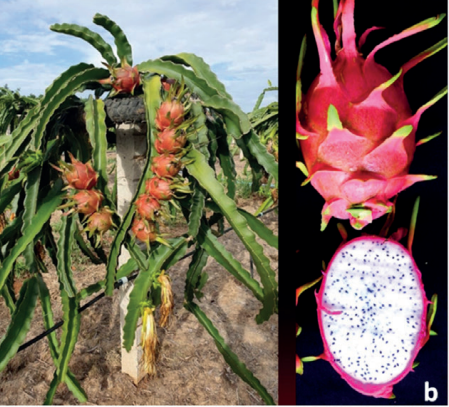 Produção de pitaya