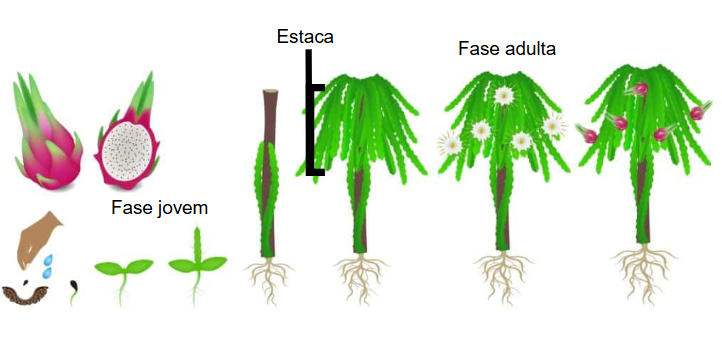 Produção de pitaya