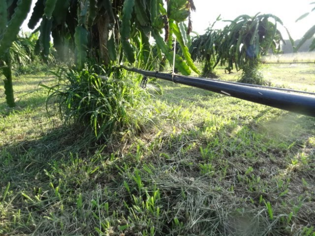 Irrigação de pitaya