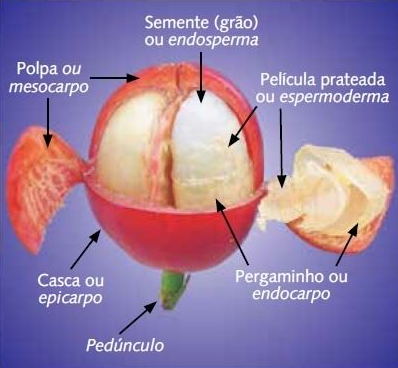 frutos do pé de café