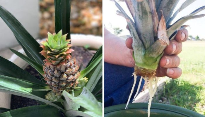 produção de abacaxi