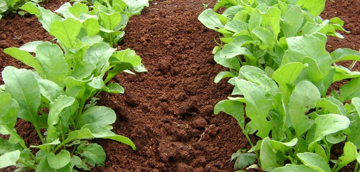 Aprenda produzir rúcula