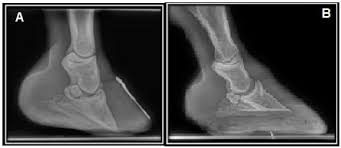 saúde dos cascos de cavalos