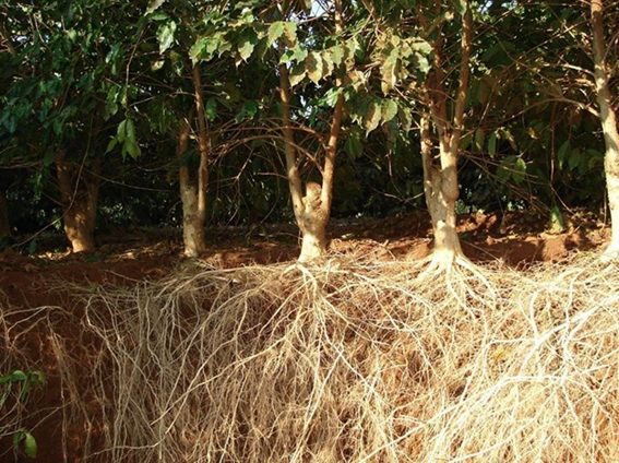 O sistema radicular do pé de café