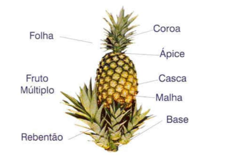 produção de abacaxi