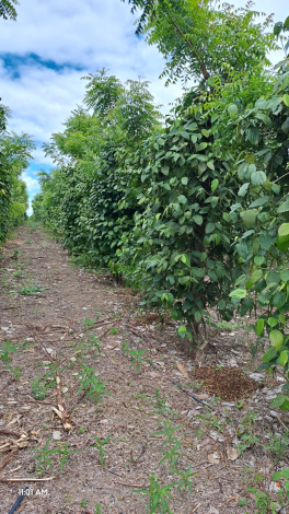 Tutor Vivo na Cultura da Pimenta-do-Reino