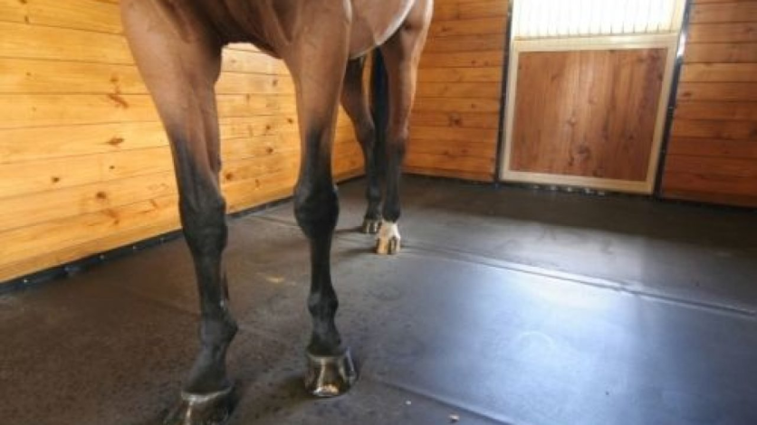 saúde dos cascos de cavalos