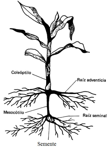 morfologia da raiz do sorgo