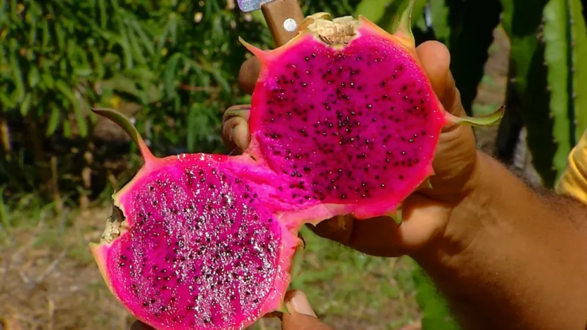 Produção de pitaya