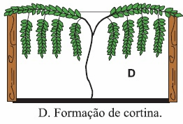 cortina-maracuja - Pergunte ao Agrônomo