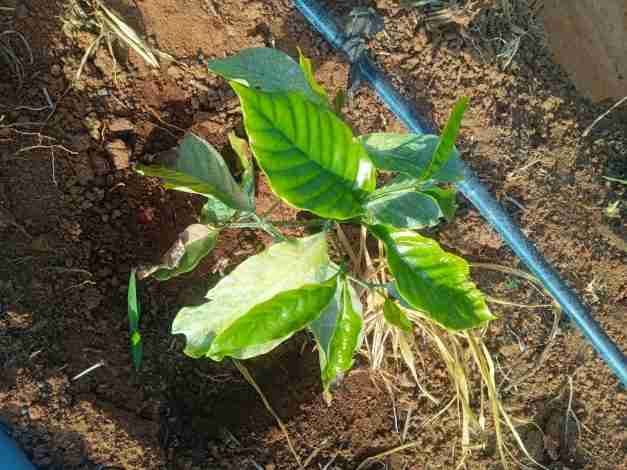 CAFÉ CONILON em dias quentes