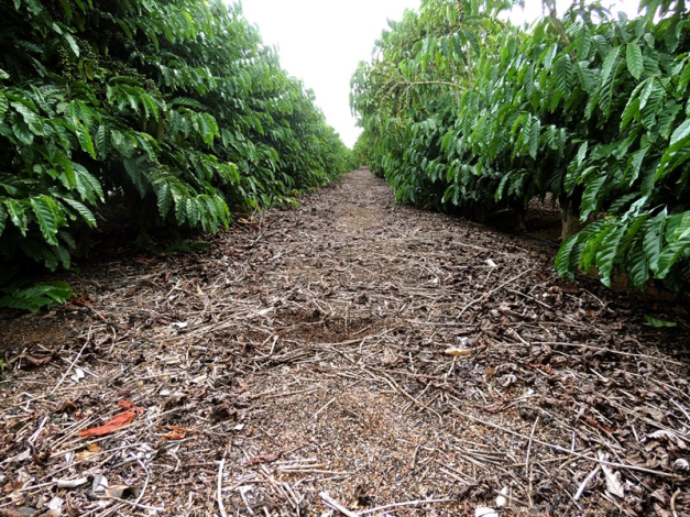 Assistência Técnica Rural 