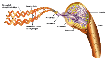 saúde dos cascos de cavalos