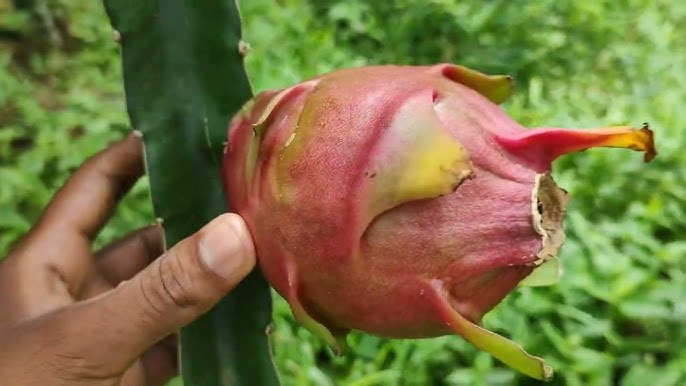 Produção de pitaya