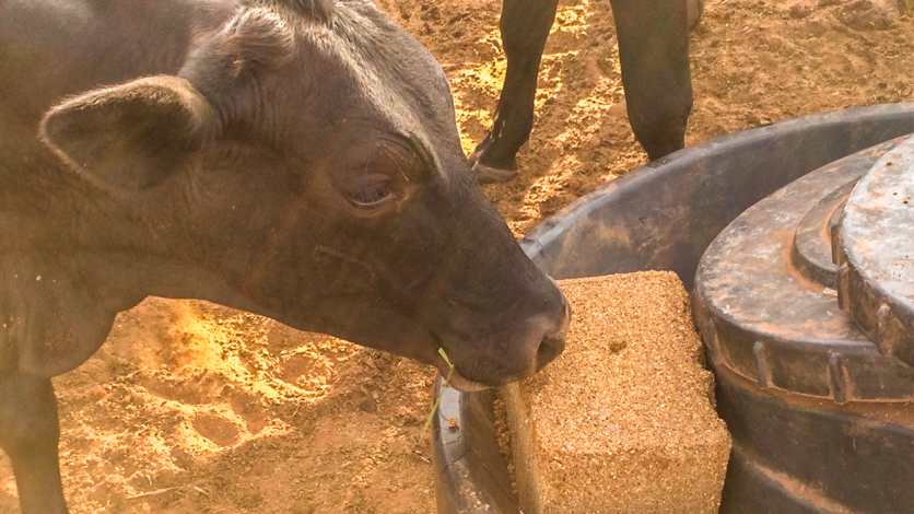 Produção de Leite na Estiagem
