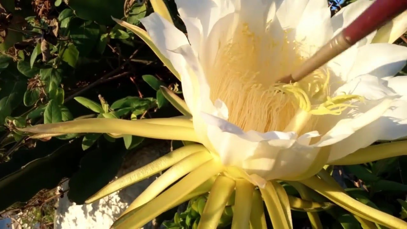 Produção de pitaya