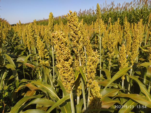 inflorescência do sorgo