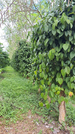 Tutor Vivo na Cultura da Pimenta-do-Reino