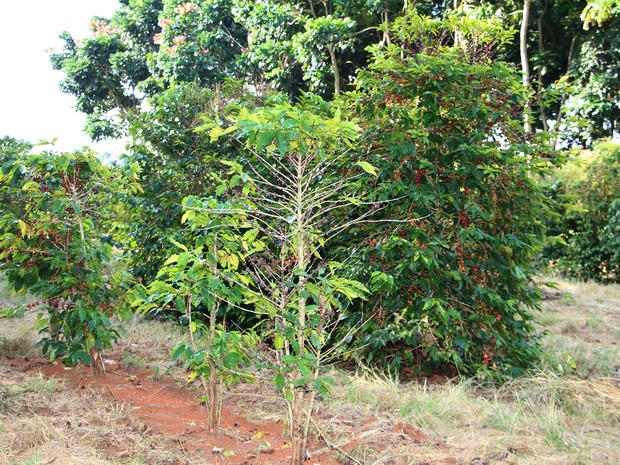 caule do pé de café
