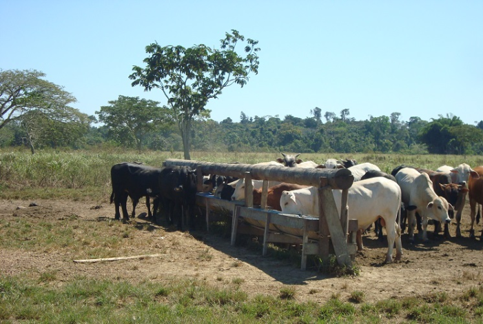 Gado de corte em alimentação balanceada