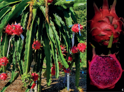 Produção de pitaya