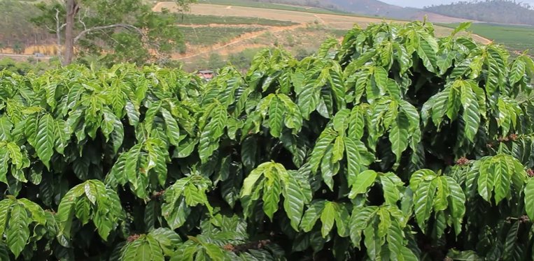 CAFÉ CONILON em dias quentes