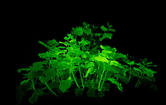 plantas que brilham no escuro