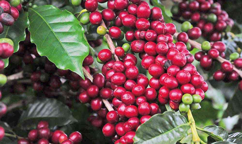 frutos do pé de café 