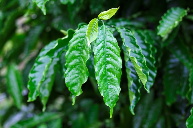 folhas do pé do café
