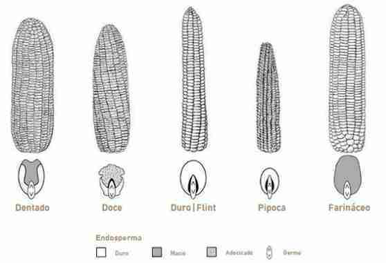 Tipos de grãos de milho: como escolher corretamente