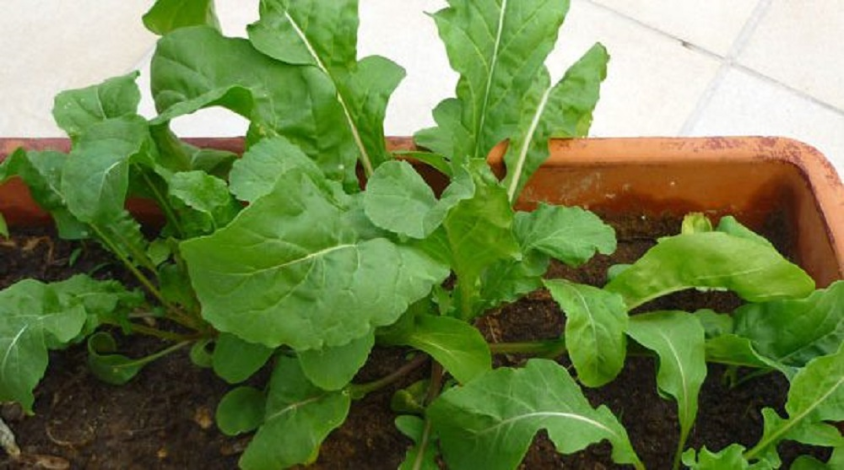 Aprenda produzir rúcula