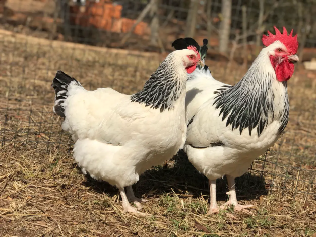 Alimentação de Galinhas Poedeiras
