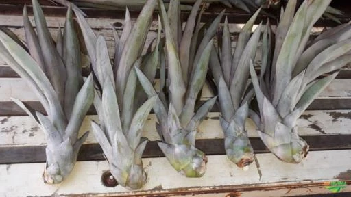 produção de abacaxi