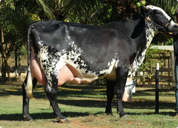 Produção de Leite na Estiagem