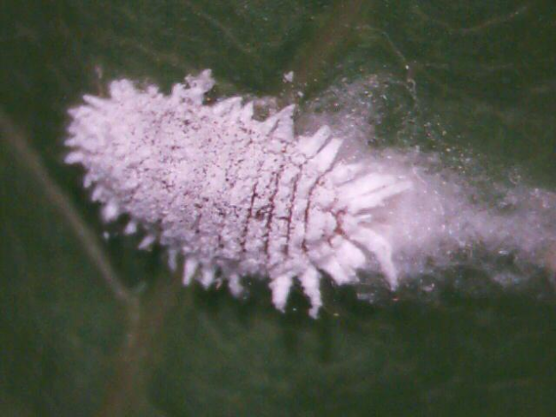 Controle biológico da cochonilha