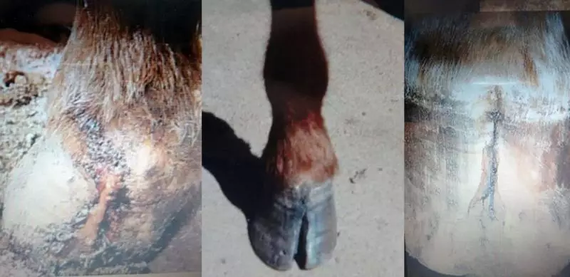 saúde dos cascos de cavalos