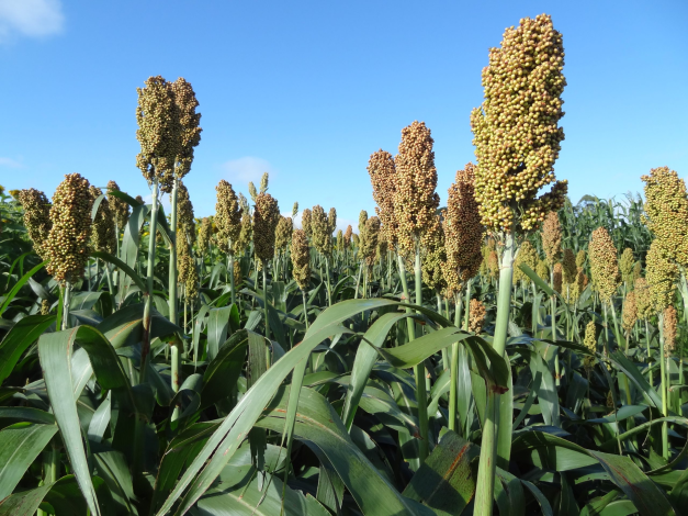 folhas de sorgo